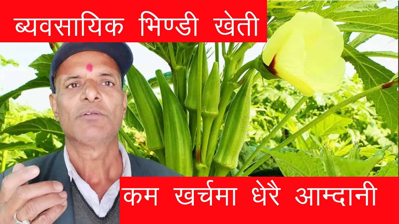 Bhindi Kheti : भिण्डी खेती यसरी नगरे उत्पादन हुन गाह्रो || रामतोरिया || okra farming || सजिलो तरिका