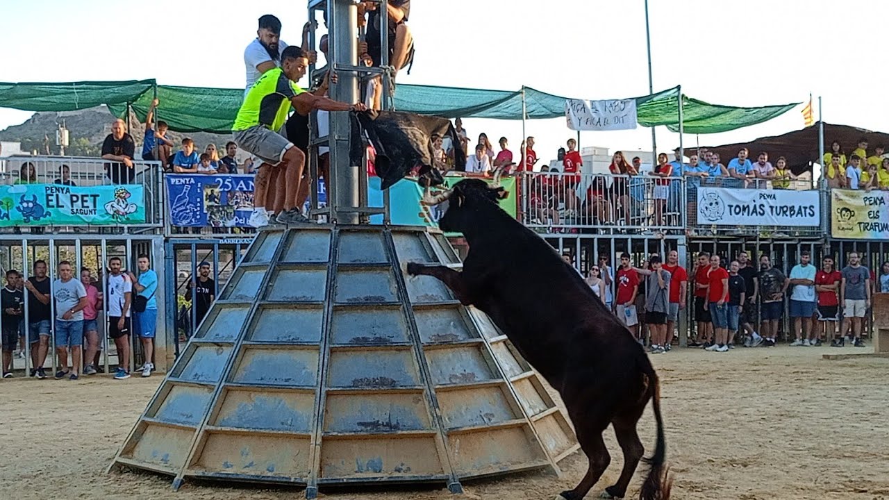 Bous a Sagunt, Vacas de la Ganadería Miguel Parejo. Semana Taurina 2024.