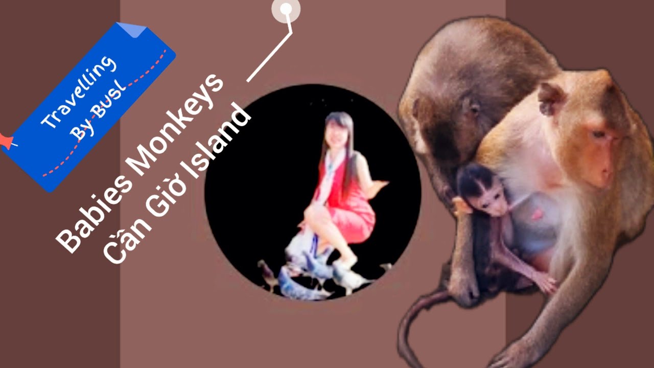 Oh Phát hiên Ổ Khỉ Con Đảo Khỉ Cần Giờ Đời Thật 100% đang phát trực tiếp! 10-3-2026