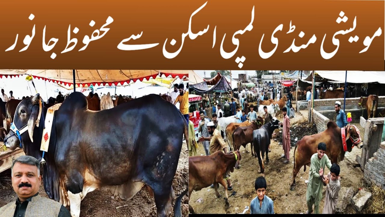 Ring Road Mavshi Mandi || Lumpy Skin || Mawshi Mandi  Latest Updates || Sheikh Peshawar