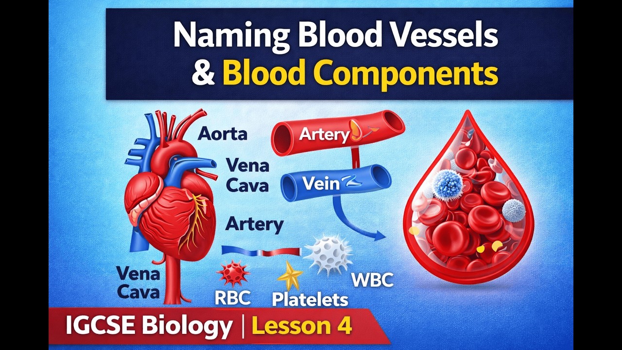 Naming Blood Vessels and Blood Explained | IGCSE Biology Lesson 4