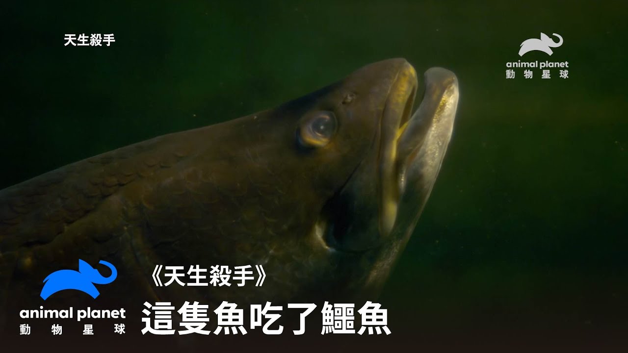 魚吃鱷魚？！食物鏈頂尖對決，誰吃誰可沒有標準答案｜天生殺手｜動物星球頻道