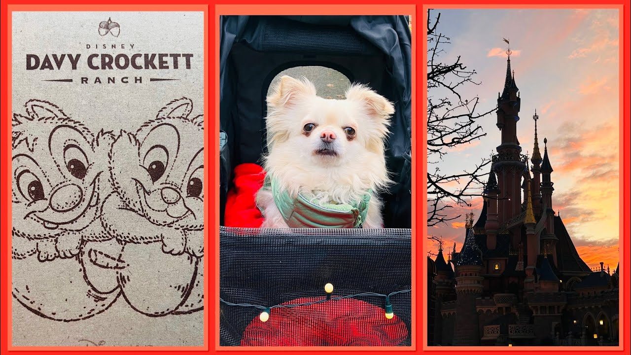 Disneyland Paris Dog / Dog on holiday / Davy Crockett Ranch / Christmas 2023 / P&O Ferry Pet Lounge