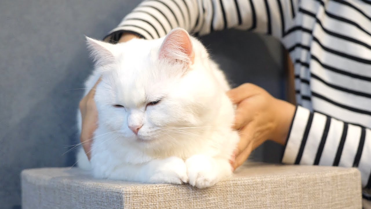 お太りになられていないかチェックされる綿あめ猫！