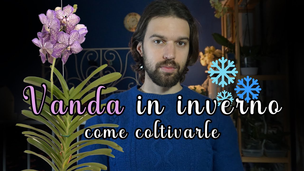 🌸VANDA: Come coltivarle in INVERNO❄️🌨️
