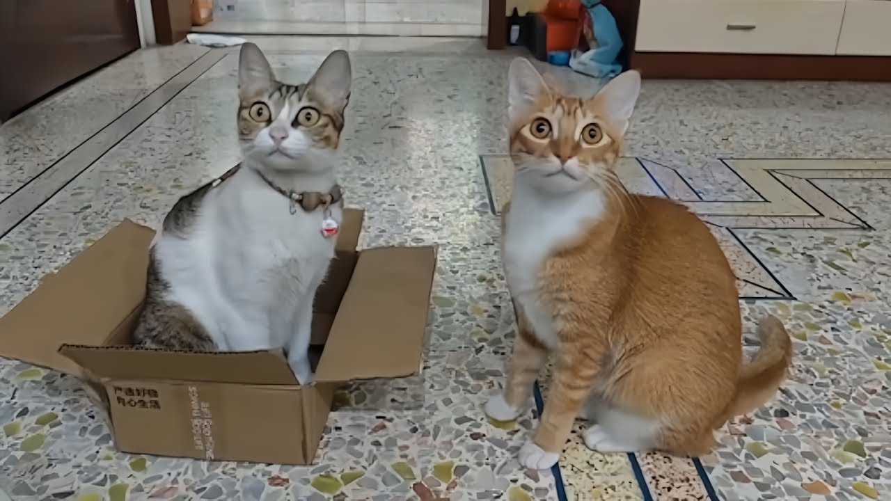 Cats Are WEIRD