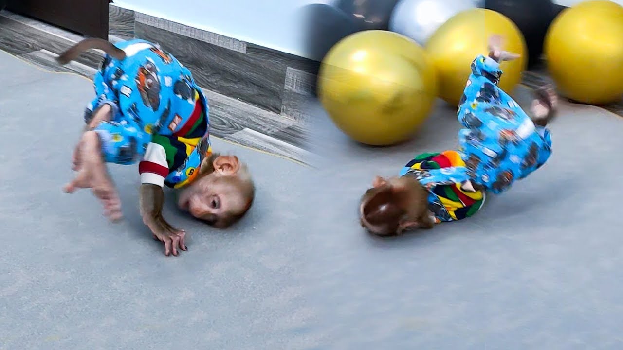 You will be amazed by Kaka Monkey's hip hop performance