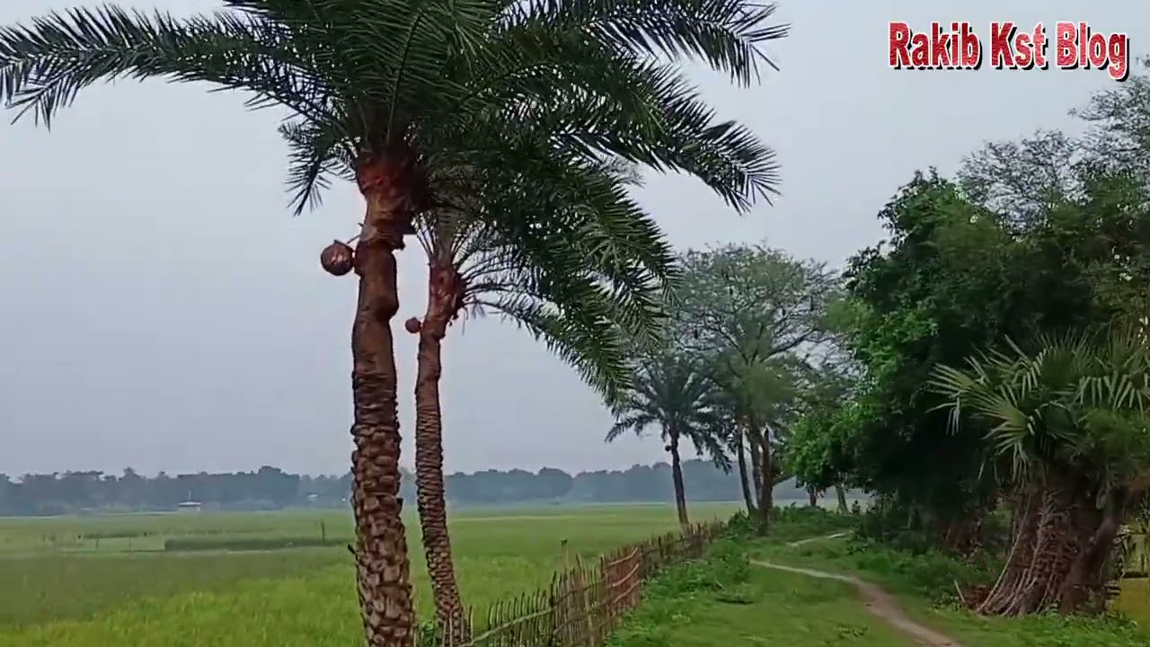 বাড়াদী কুষ্টিয়া গ্রাম বাংলা