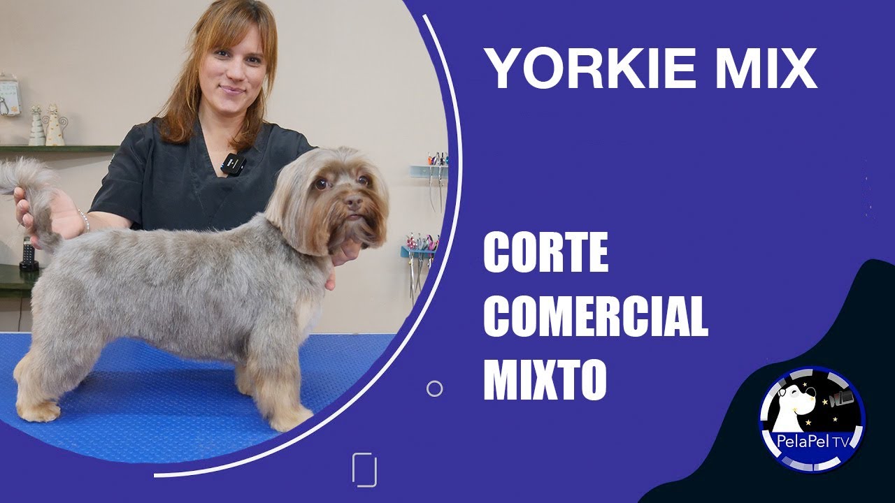 Cómo cortar el pelo a un perro mix de Yorkie con tijeras y máquina de peluquería, Jess GriffIth