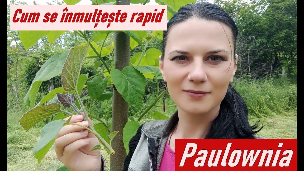 Despre modalitățile de înmulțire ale Paulowniei