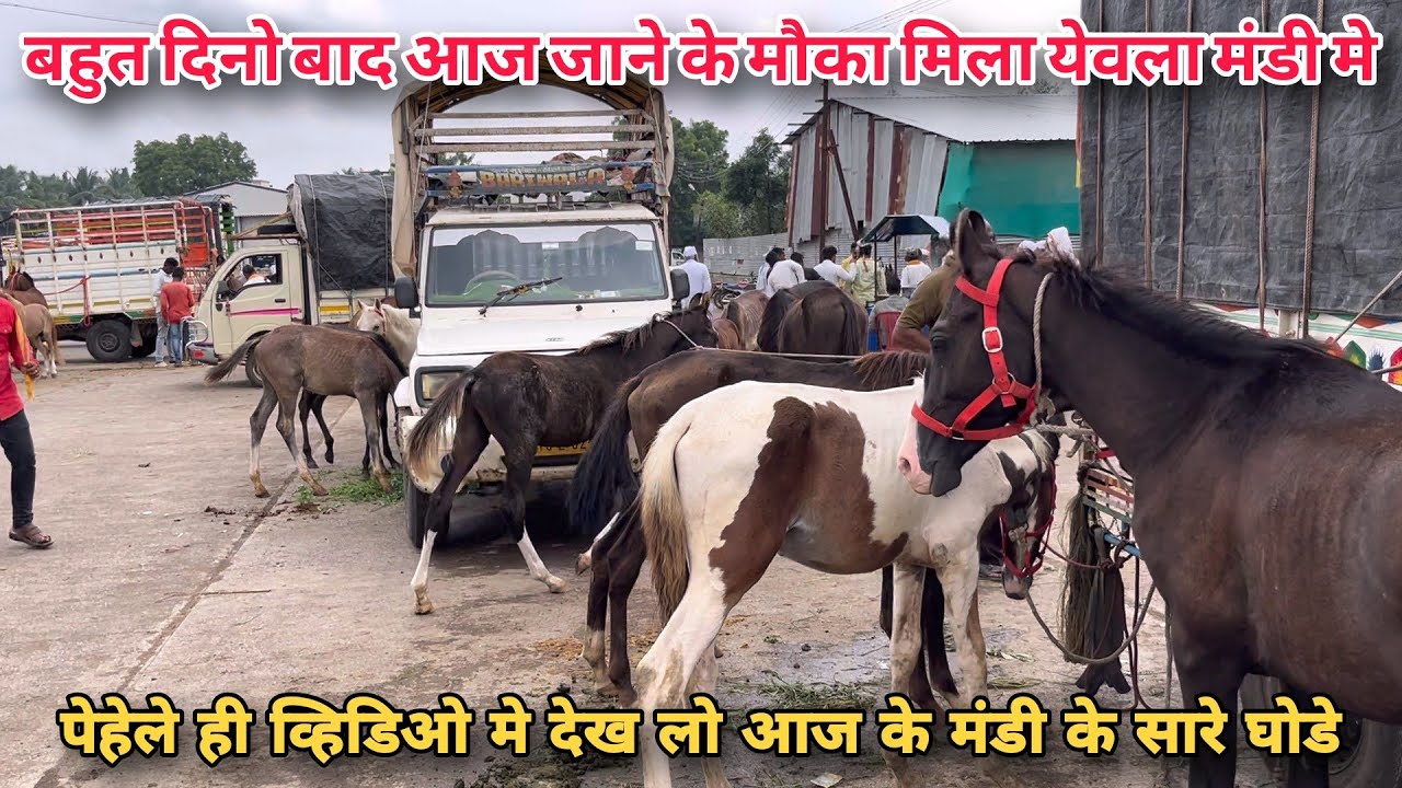 कैसी थी आज की येवला घोडा मंडी | कोन कोन से घोडे आज मंडी मे आये थे | Yeola Horse Market
