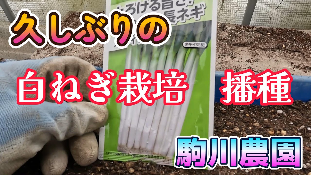 久しぶりの白ねぎ栽培播種　駒川農園　26.1.27