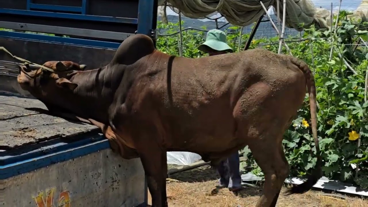 Di mua bò về vỗ béo