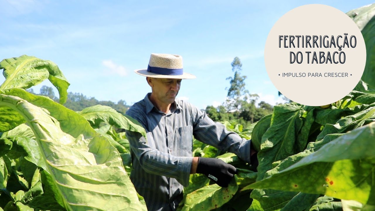 FERTIRRIGAÇÃO DO TABACO | Plantas mais uniformes e redução da mão-de-obra!