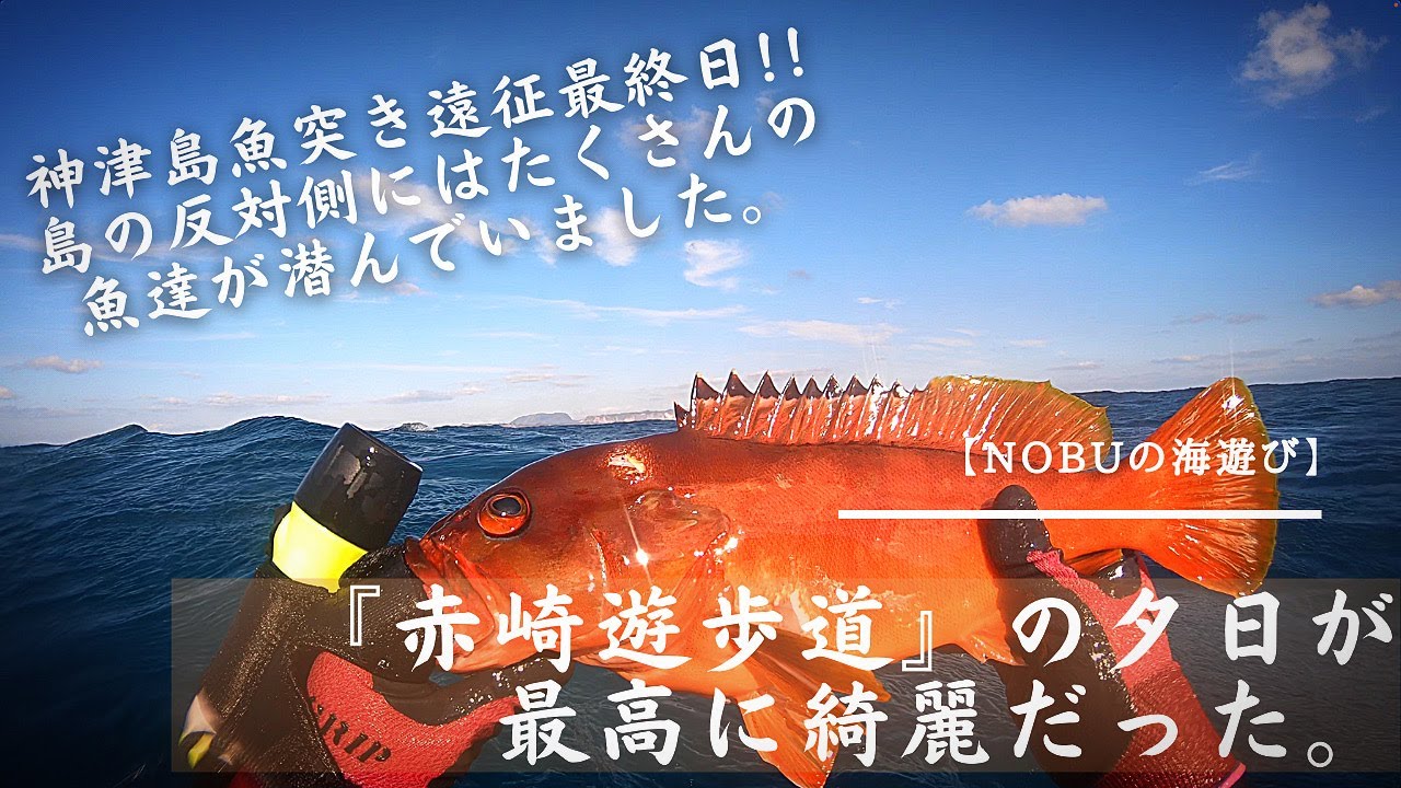 神津島魚突き遠征最終日！島の反対側に魚たちは潜んでいました...赤崎遊歩道の魅力も一緒にご紹介〜【魚突き】