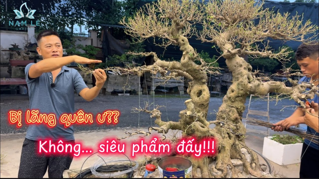 Namle bonsai | Bóc tách phân tầng một cây sanh cho anh Dũng Chương Mỹ
