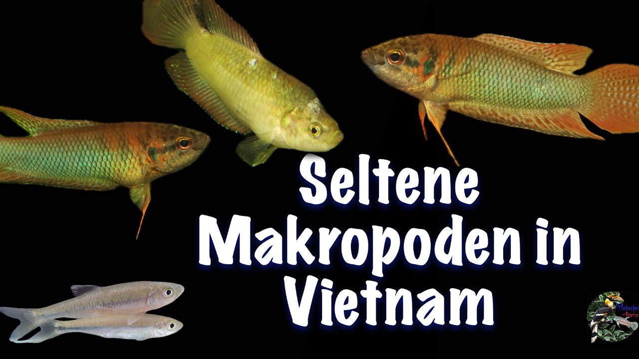 Seltene Makropoden - Besondere Farbformen in Vietnam