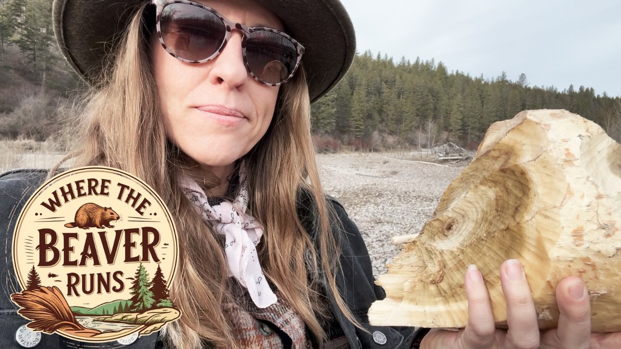 Beaver Trapping in Montana: Scouting Rivers, Ecological Impacts, and Conservation Management