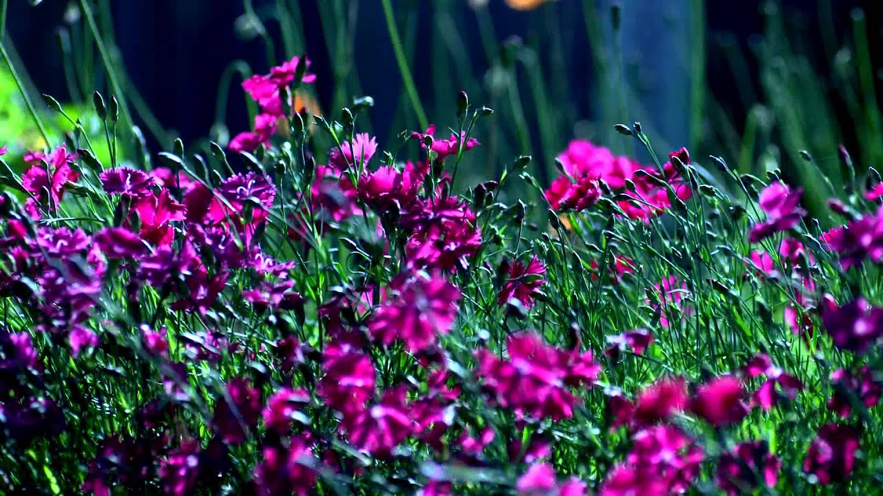 Flores roxas