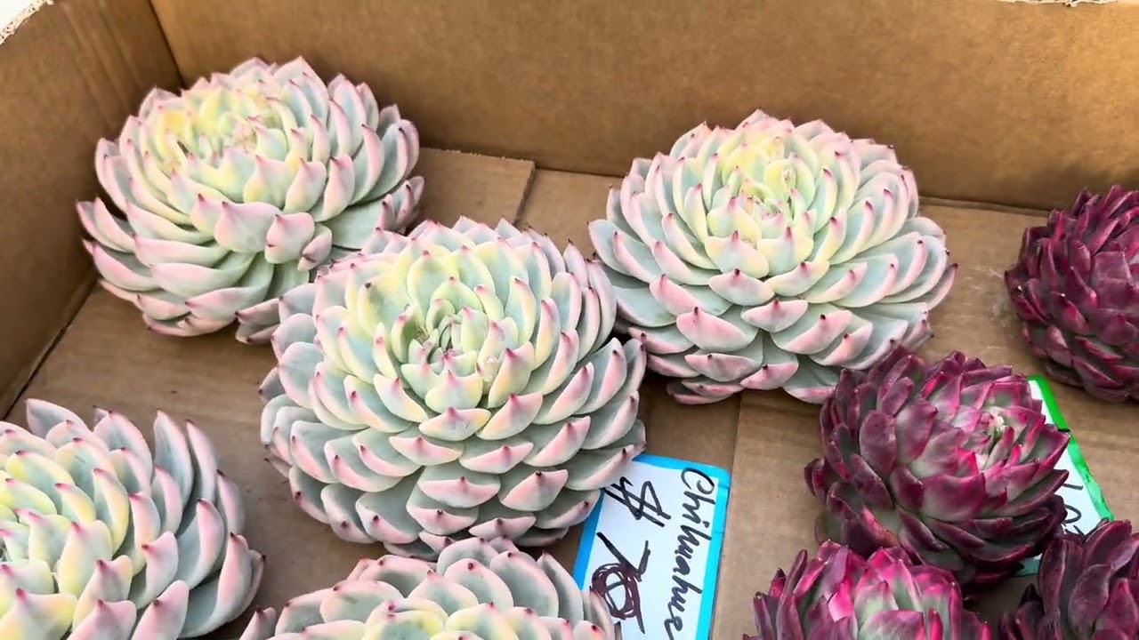 Jan 31-26. Free Shipping $150. Update New Echeverias Varigated for Sale. 408-992-5539.