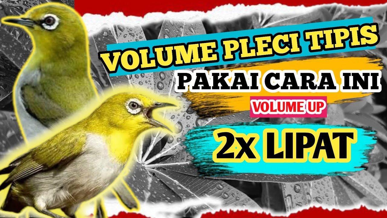 EXTREME MODE ‼️5 Ways to Increase the Volume of Pleci ‼️Overcoming Thin Pleci Sounds