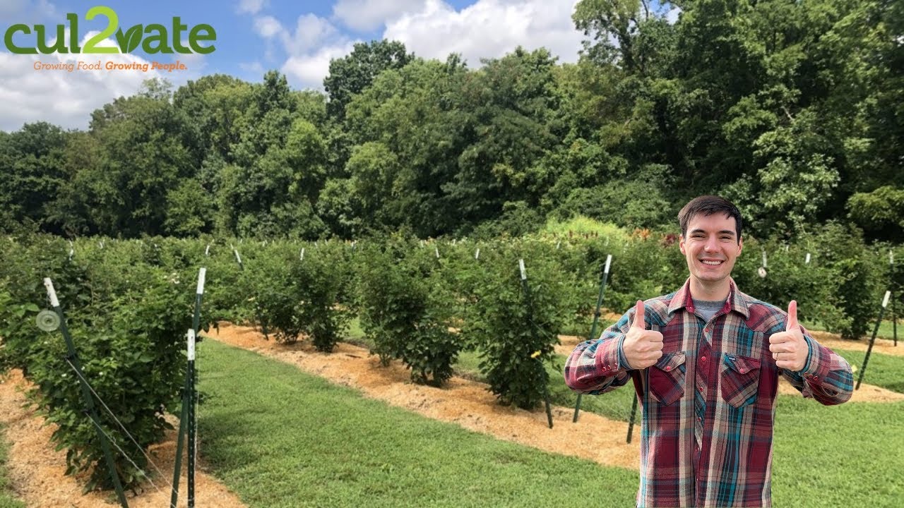 The PROFESSIONAL Blackberry Growing Guide | Dr. Charlie Coffey from Cul2vate Farms