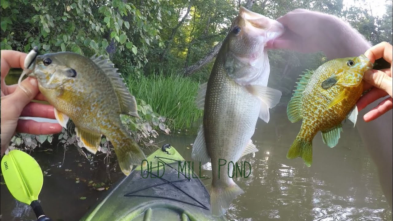 Hybrids! Kayak fishing the Old Mill Pond