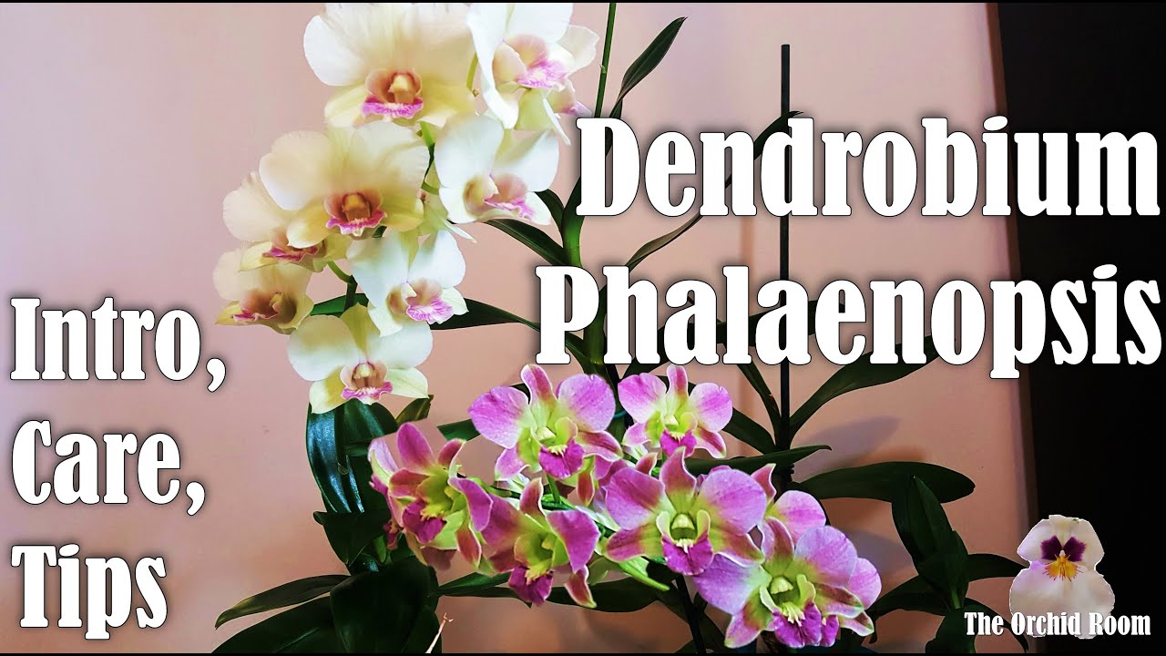 Dendrobium Phalaenopsis Orchids! Intro to my Collection + Care Tips!