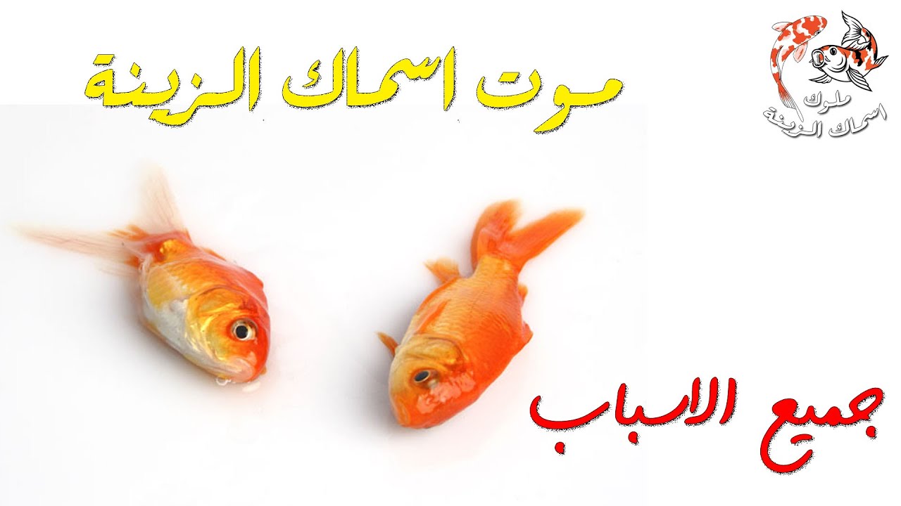 ماهي اسباب موت اسماك الزينة
