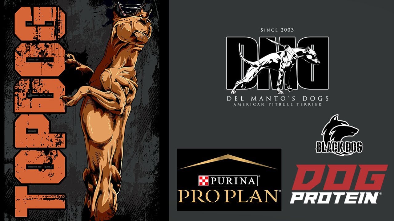 DMD - American Pit Bull Terrier - ADBA