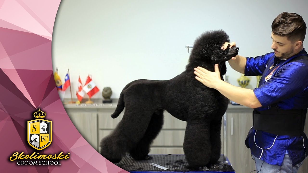 Tosa com Tesoura para competições !!!  - Poodle Standard