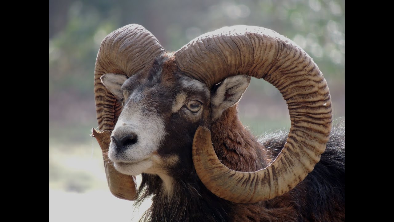 Le mouflon Corse