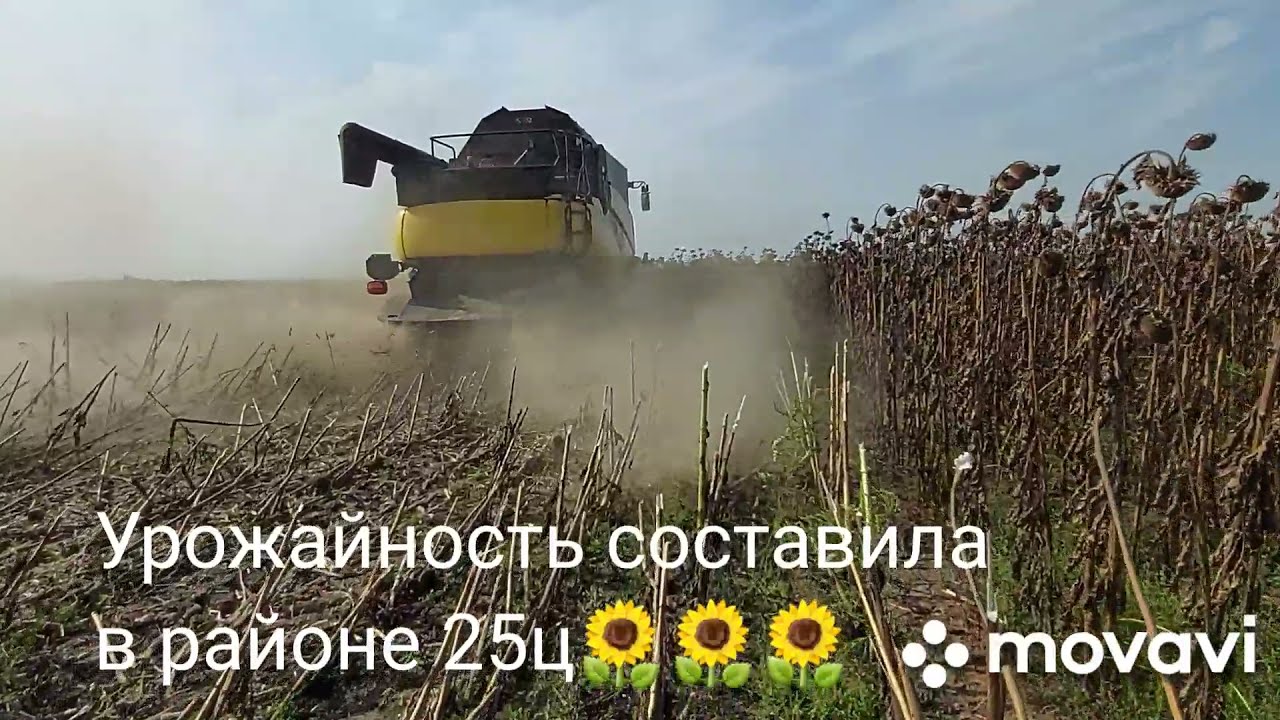 Уборка подсолнечника 2021. Пионер 136🌻🌻🌻🌻 Рекордного урожая не будет!!! Заразиха на юге Украины  G+😱