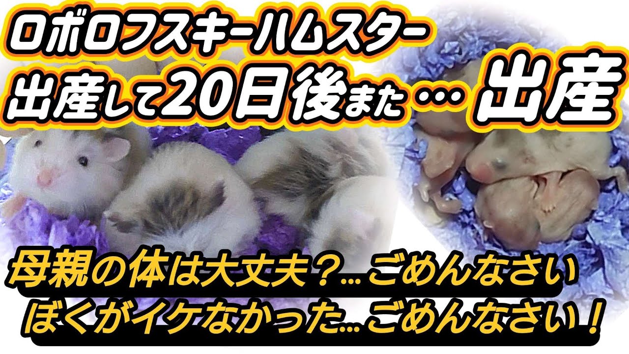 【ロボロフスキーハムスター】ぼくの不注意で出産して20日後に…また【出産】の末路！