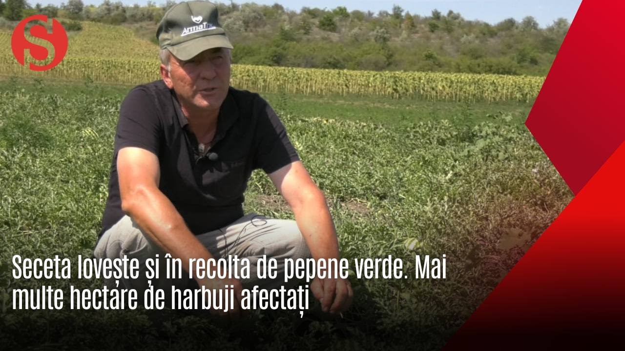 Seceta a compromis și recolta de pepene verde