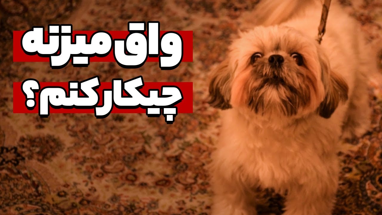 پارس کردن سگ و راهکار رفع آن
