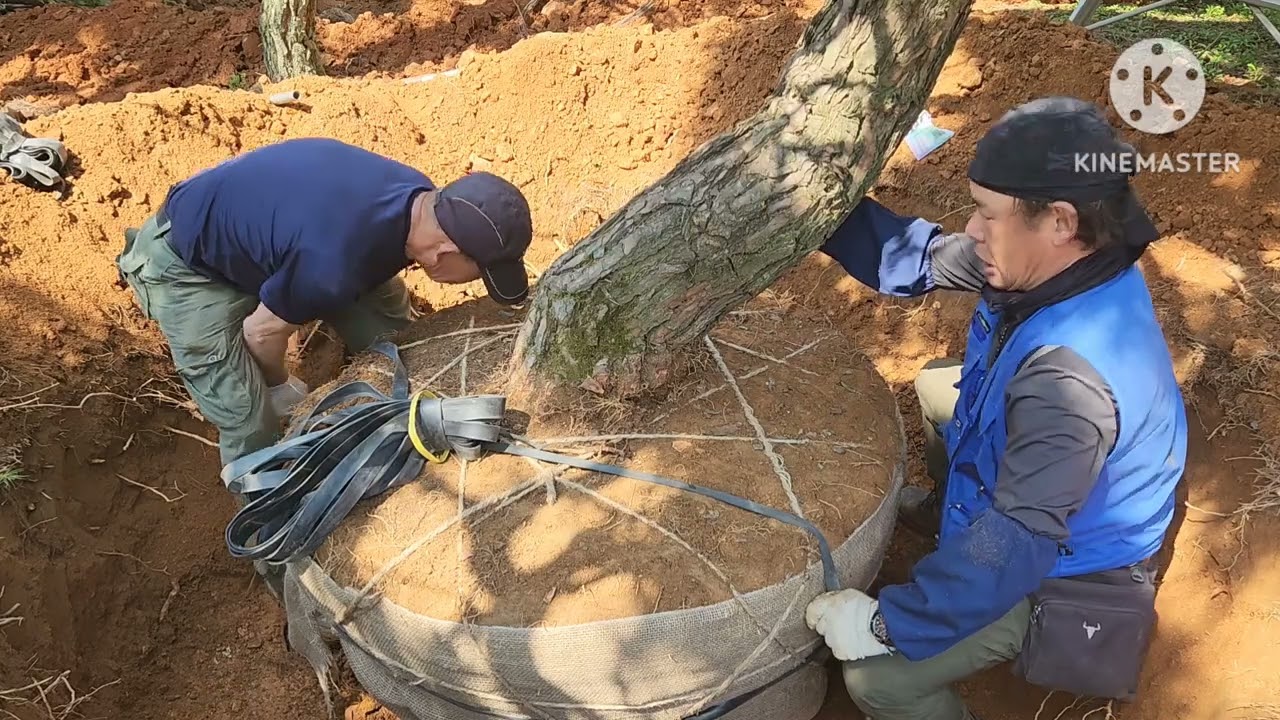 소나무의식 분감기
