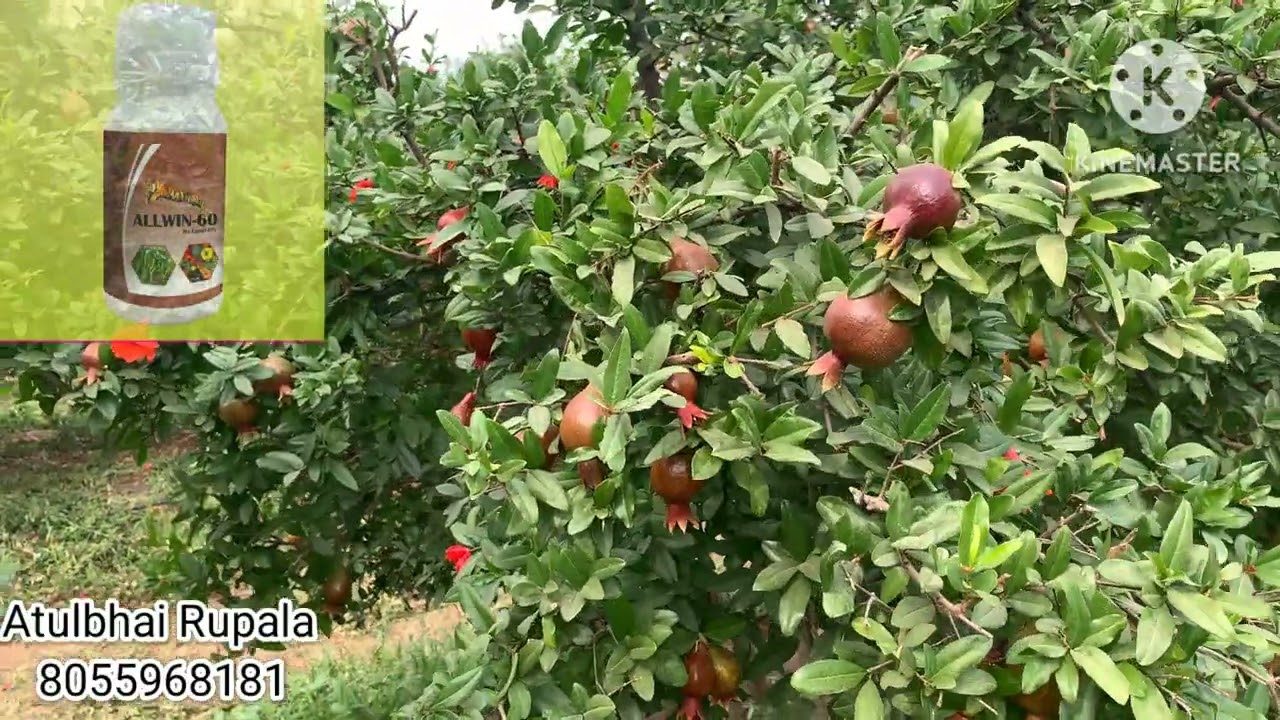 unbelievable fruit setting in pomegranate ( Rahulbhai, Halvad )