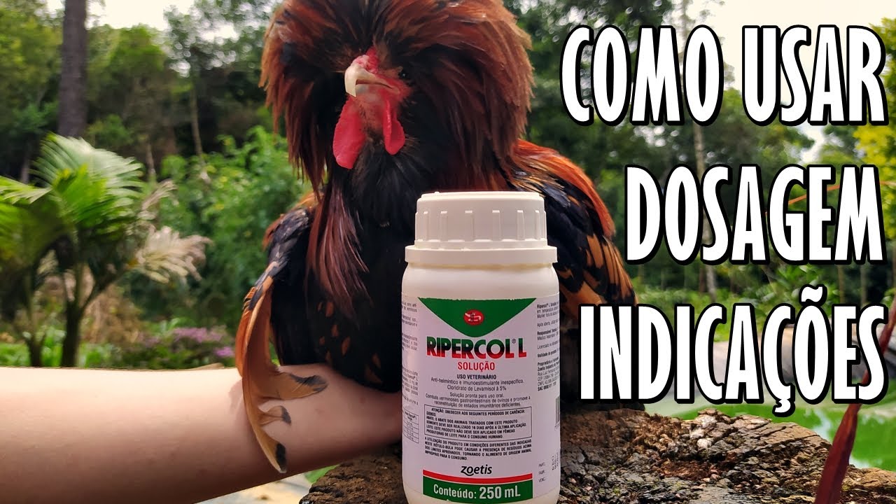 COMO USAR O VERMÍFUGO ORAL RIPERCOL PARA GALINHAS