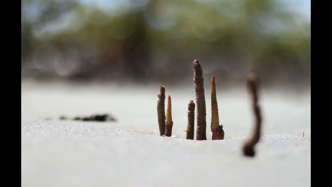 [Free] Chilled Trap Type Beat/Caribbean Rap Beat - 