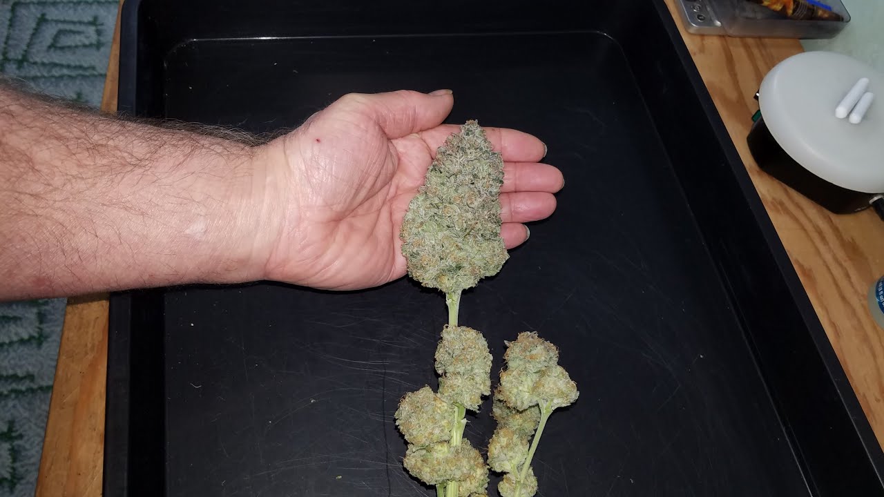 Chocolate Mint OG Grow with Mars Hydro FC 4800 - Harvest Day