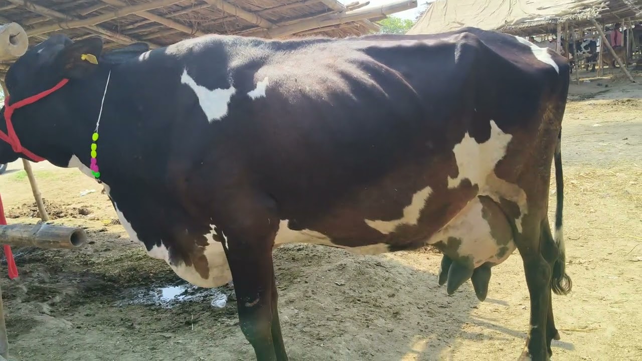 Chausa pasu mandi 12,3,2025ka  nya video 30000me  sel. S  pandey