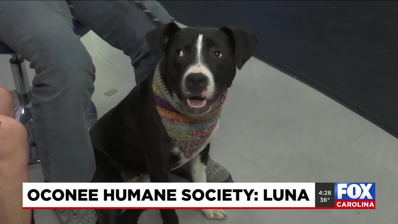 Four Legged Friends: Luna