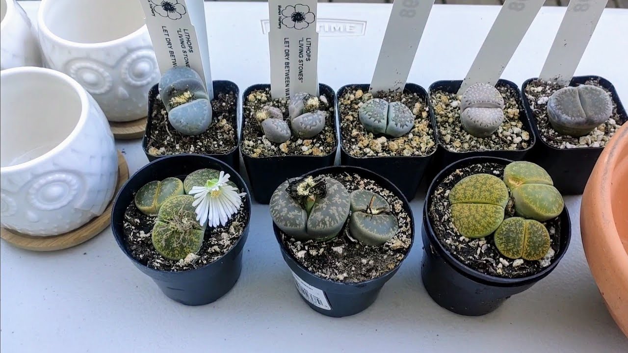 Repotting Lithops
