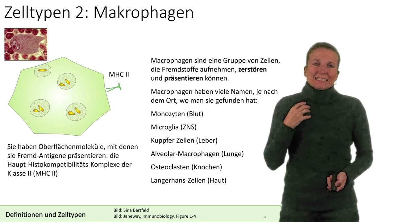 Vorlesung Immunologie