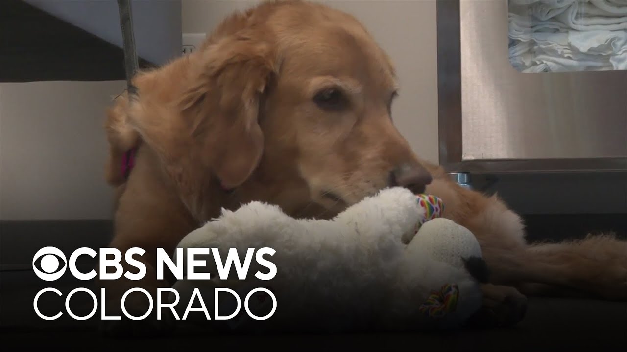 Northern Colorado dog saves other animals in need by donating blood