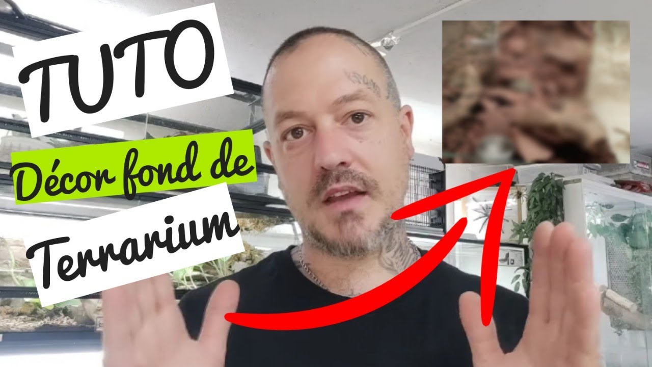 Tutorial Fabrication d'un décors de fond de terrarium (pour serpent venimeux)-Venom.X