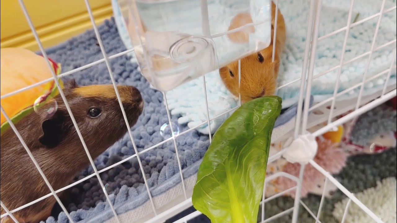 ✨ASMR✨安安小薯爽爽吃蔬菜🥬