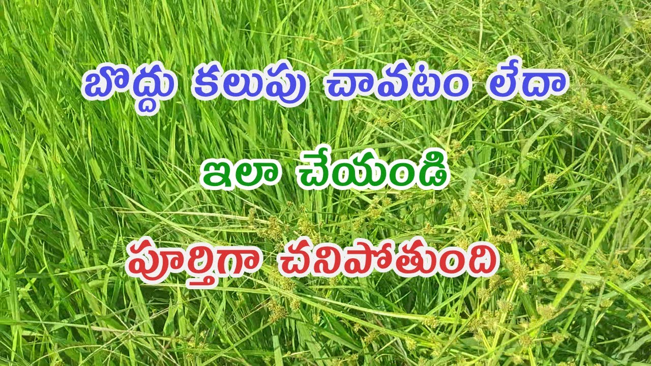 బొద్దు సమస్య చాలా ఉంది ఇలా చేయండి సింపుల్ గా పోతుంది
