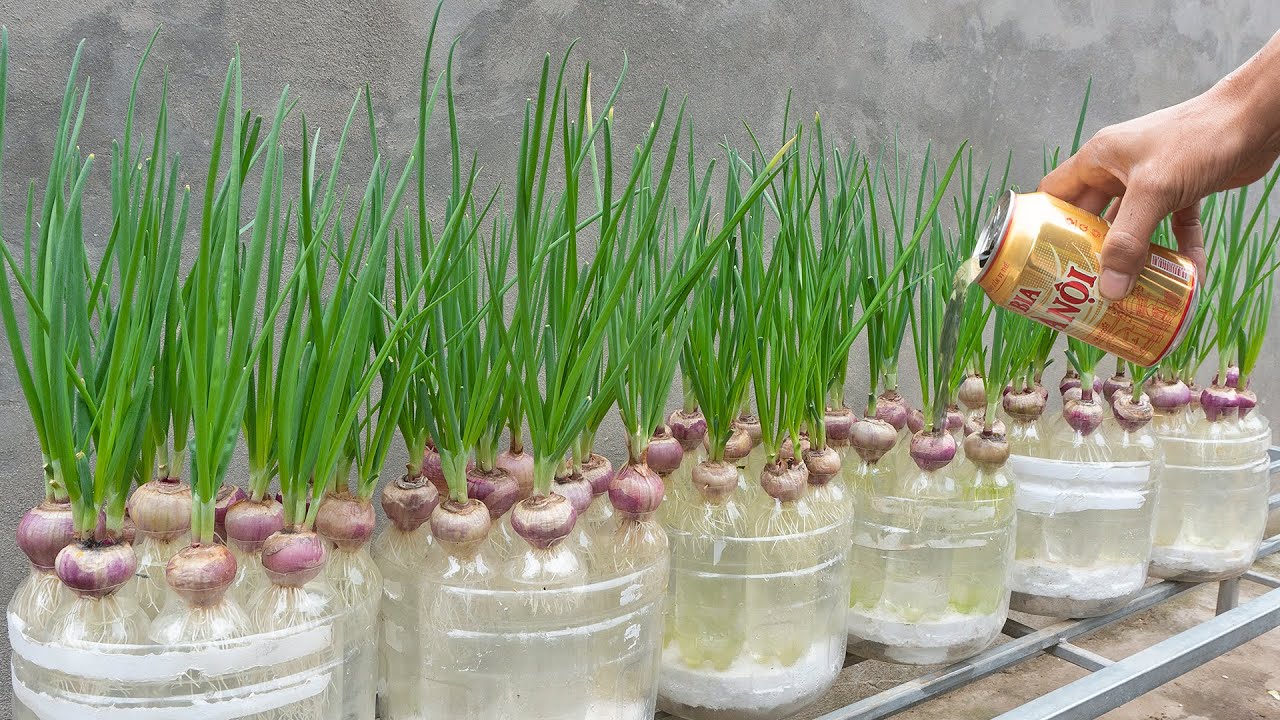 Method for growing hydroponic Onion in plastic bottles, Growing vegetables at home for free